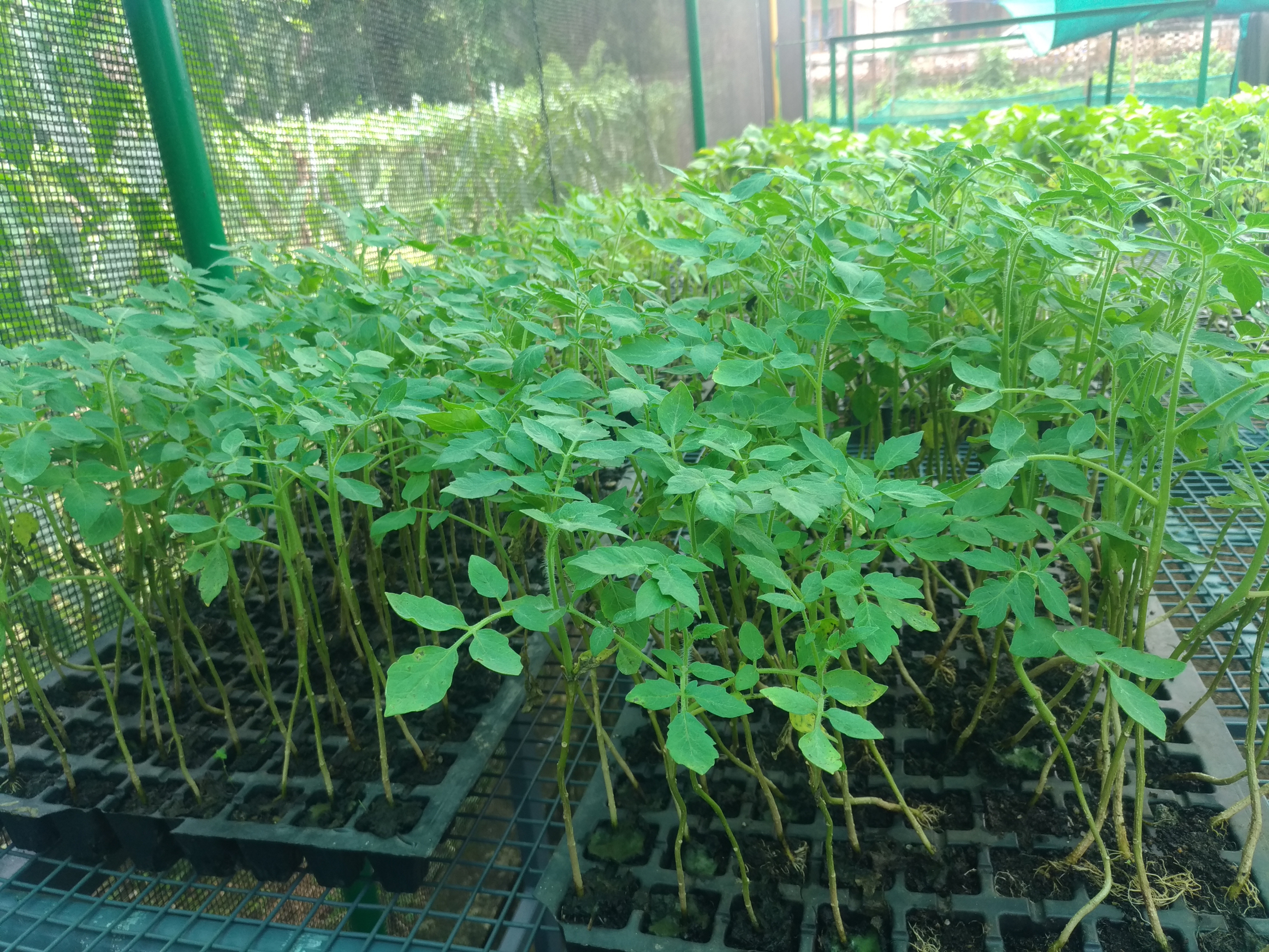 Grafted tomato Cultivation Arka Rakshak 